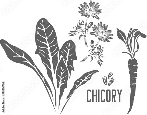 Chicory leafs and root vector silhouette. Cichorium intybus medicinal herbal outline. Chicory root and seeds silhouette for pharmaceuticals and cooking. A set of hops plant outlines.
