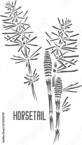 Horsetail stem and sprout vector silhouette. Equiseti arvensis herba medicinal herbal outline. Wild Horsetail plant silhouette for pharmaceuticals and cosmetology. A set of Horsetail outlines. photo