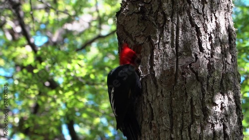 black magellanic wood pecker on a tree in the Mount Fitzroy. photo