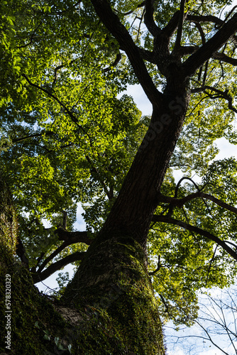 日本 香川県仲多度郡琴平町にある金刀比羅宮の境内にある木々