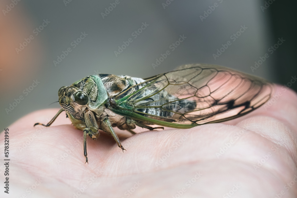 Detailed side view of Annual Cicada (family Cicadidae) resting on my ...