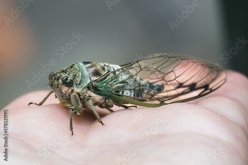 Detailed side view of Annual Cicada (family Cicadidae) resting on my hand, Long Island, New York. © Victoria Virgona