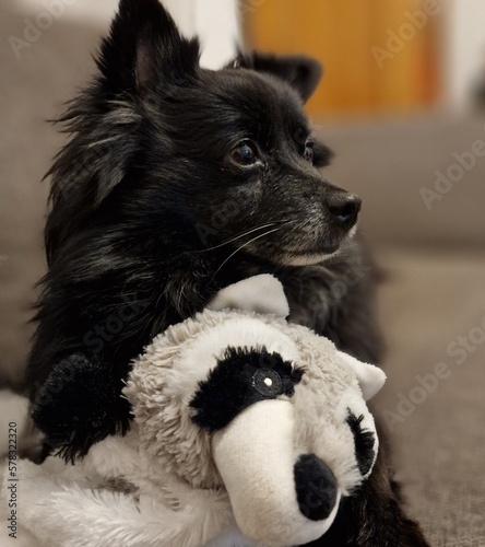 Beautiful small black pomeranian dog looking curious while clutching toy racoon and laying on couch