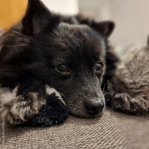 Closeup of the face of a small black pomeranian dog who is laying the couch cuddling with a grey stuffy toy