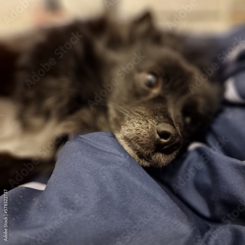 Blurred picture of a black small dog laying on blue bed covers with focus on the snoot
