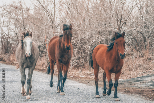 Fototapeta Naklejka Na Ścianę i Meble -  Horses in the wild. Beautiful horses