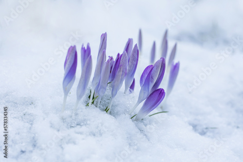 Fototapeta Naklejka Na Ścianę i Meble -  krokusy w śniegu, crocus in snow