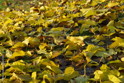 Nature in the Citylife park, Milan photo