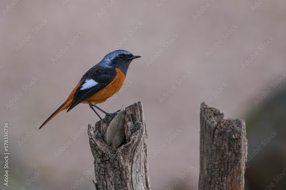 Fototapeta premium ジョウビタキ