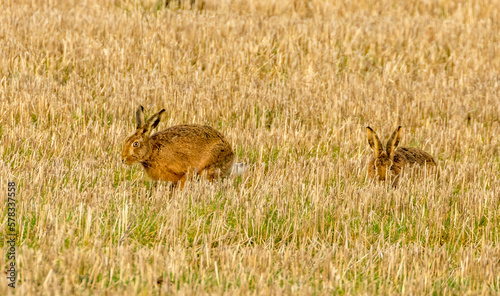 Mad March hares boxing in a field