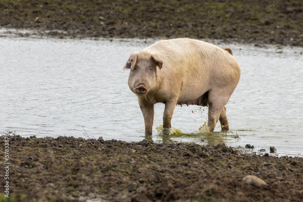 Fototapeta premium Pink pig sow wading through water in a muddy field