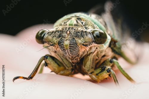Macro of green annual cicada (family Cicadidae), frontal view, Long Island, New York.  photo