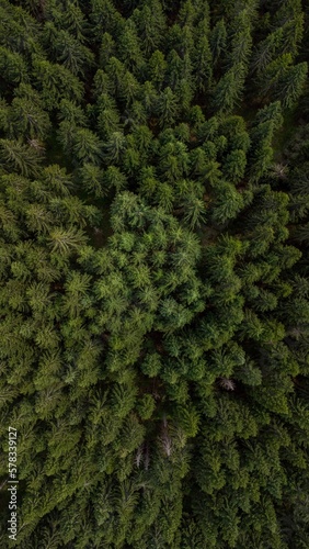 Forest from above