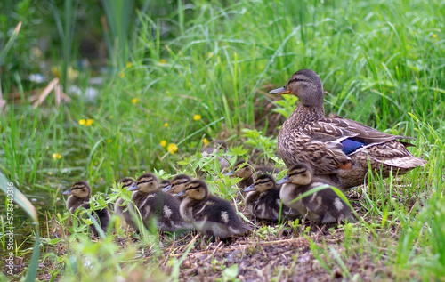A mallard female with little ducklings in wildlife on a river on a sunny day. Breeding season for wild ducks. Mallard with brood in colorful spring place. Little ducklings with mother duck © Ольга Семенів
