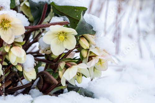 cream hellebore in the snow photo