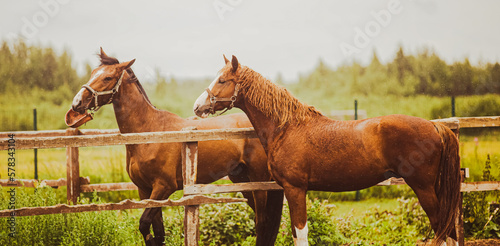 Two beautiful sorrel horses communicate with each other through a wooden fence on a green meadow on a farm during the rain. Agriculture and horse care. Livestock.
