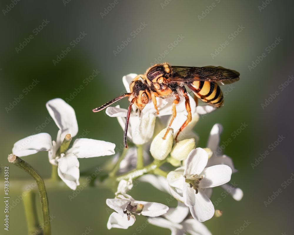 A Nomada parasitic cuckoo bee drinking nectar and foraging white spring garlic mustard wildflowers on Long Island, New York. A Nomada parasitic cuckoo bee drinking nectar and foraging white spring garlic mustard wildflowers on Long Island, New York.
