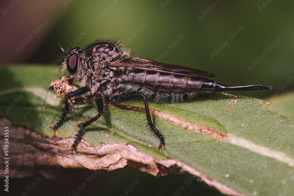 Large brown predatory Robber Fly (Asilidae) with weevil prey insect on green leaf Large brown predatory Robber Fly (Asilidae) with weevil prey insect on green leaf