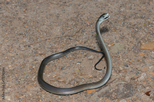 Black mamba (Dendroaspis polylepis)