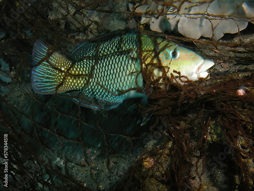 Photography Fish entangled in fish net in Indonesia