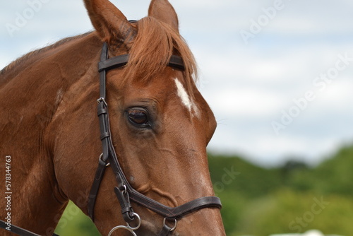 Horse Headshot © Chloe