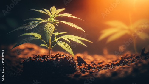Baby cannabis plant growing at outdoor planting