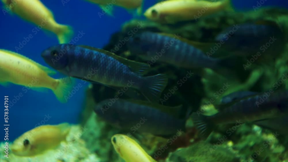 exotic aquarium fish living in an aquarium. exotic aquarium fish living in an aquarium.