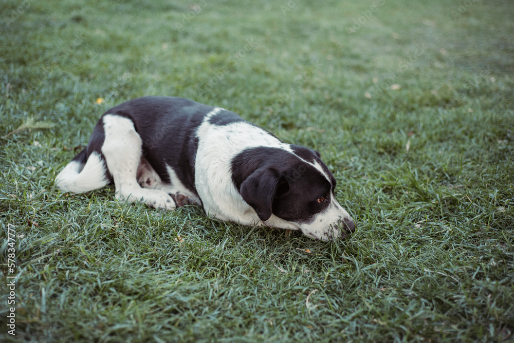 Nice dog on the grass in the park. Black and white dog for a walk.