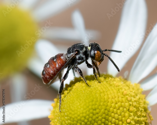 A black and red cuckoo bee, Holcopasites calliopsidis,  pollinating a white chamomile flower, on Long Island, New York.