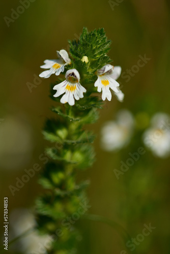 Gemeiner Augentrost (Euphrasia rostkoviana)	
 photo