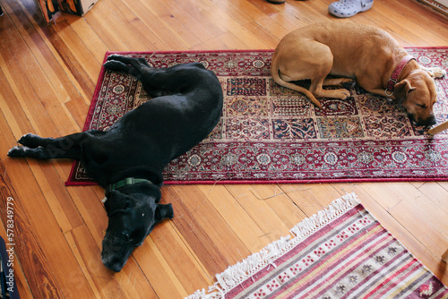 Photography two large sleeping dogs on turkish rug on wood floor