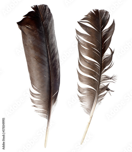 Collection of feathers isolated