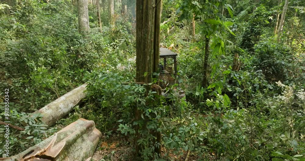 Aerial.Bulldozer in thick undergrowth manoeuvring the trunk of a fallen hardwood tree in a tropical rainforest. Climate Change.Deforestation Aerial.Bulldozer in thick undergrowth manoeuvring the trunk of a fallen hardwood tree in a tropical rainforest. Climate Change.Deforestation