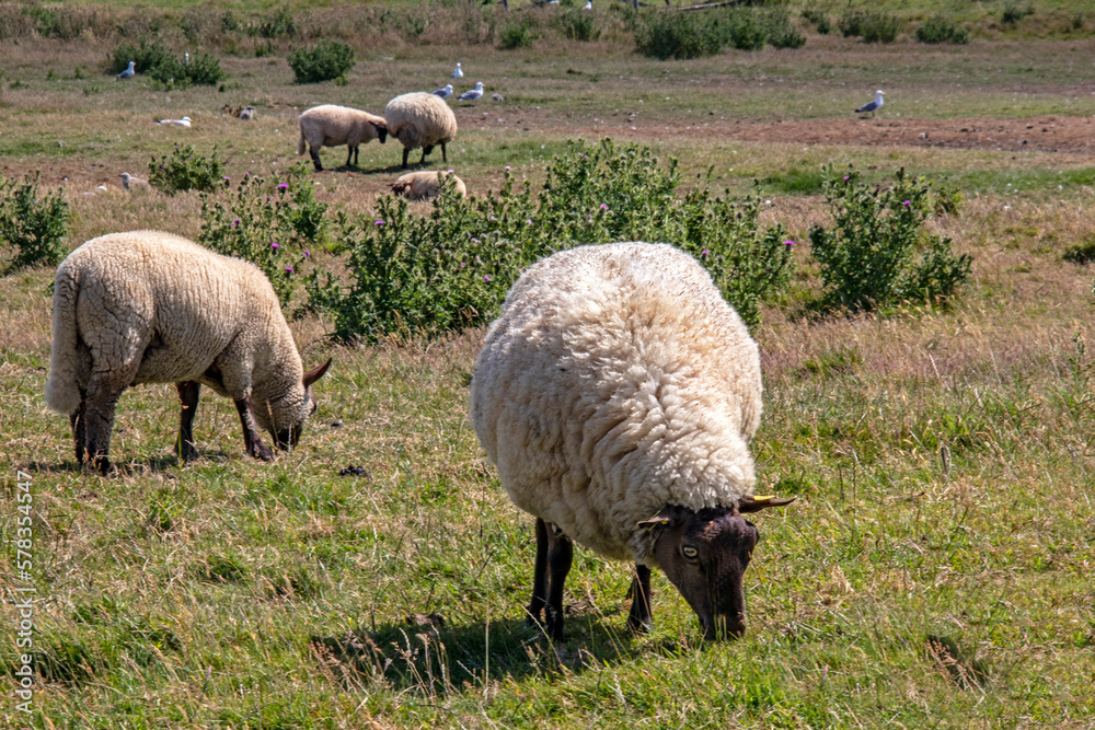 Moutons de race Suffolk au pâturage en front de mer Moutons de race Suffolk au pâturage en front de mer
