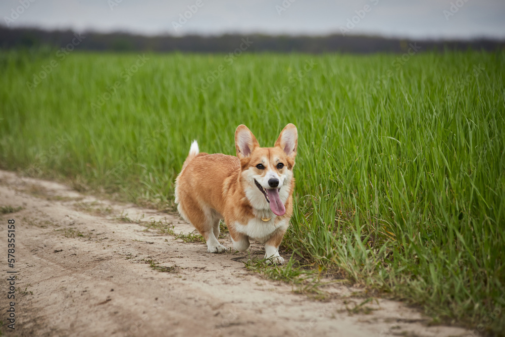 Happy Welsh Corgi Pembroke dog playing in the spring field