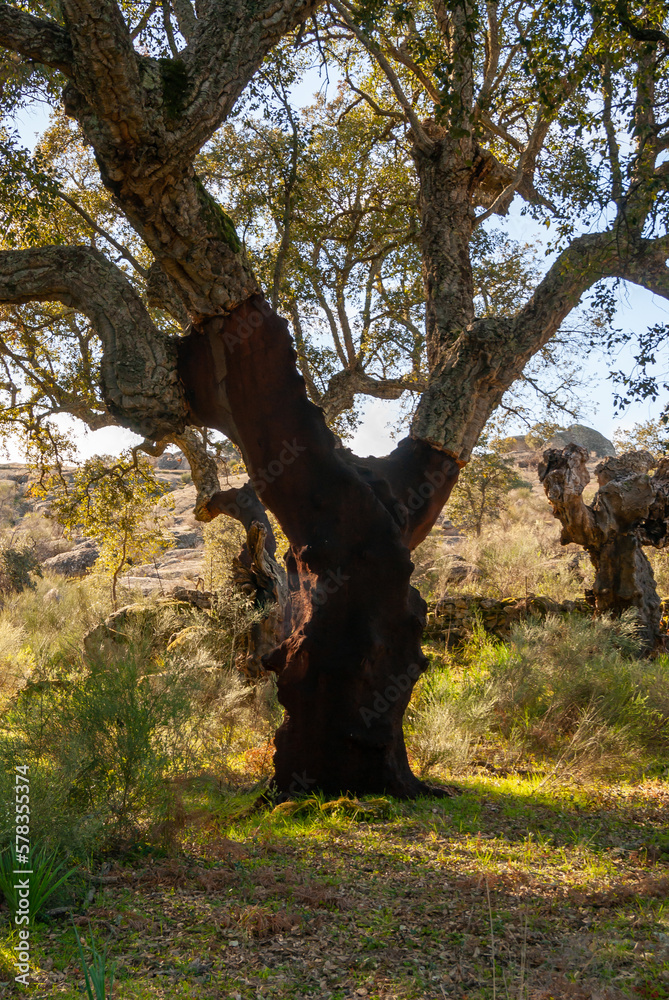 Alcornoque en Extremadura del cual se obtiene corcho. Industria del corcho.