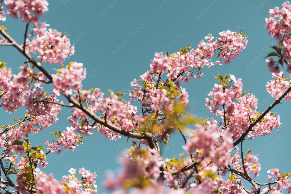 The first cherry blossoms of 2023 in Kamakura near Tokyo The first cherry blossoms of 2023 in Kamakura near Tokyo