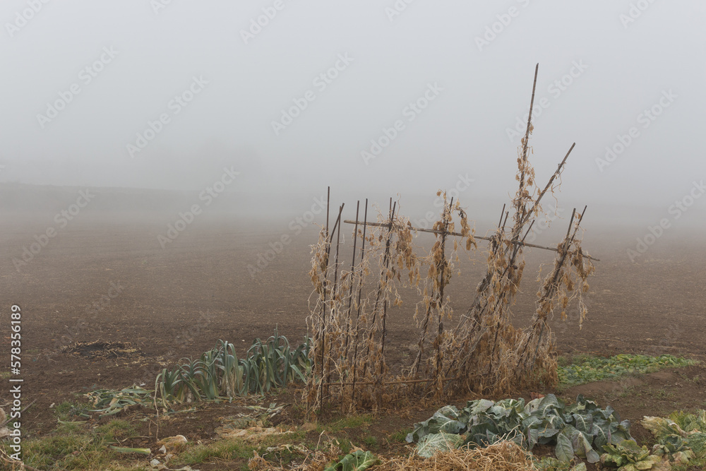 Tomatoes with fog in december