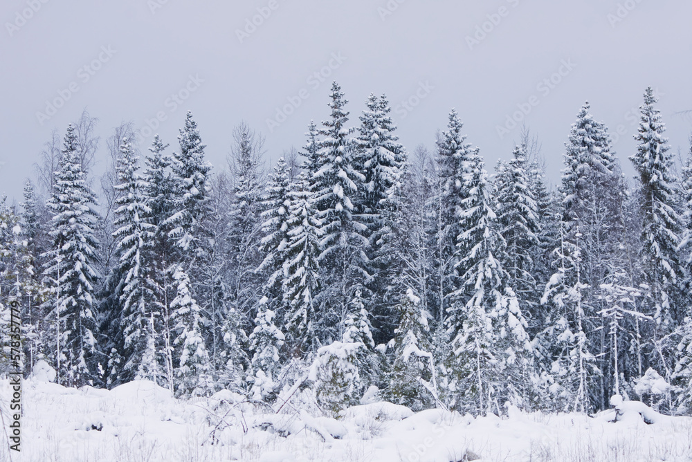 snowy forest in finland after heavy snowfall in winter.