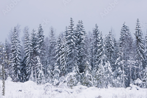 snowy forest in finland after heavy snowfall in winter. © Henri