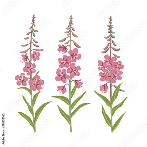 willowherb, fireweed,, field flowers, vector drawing wild plants at white background, floral elements, hand drawn botanical illustration