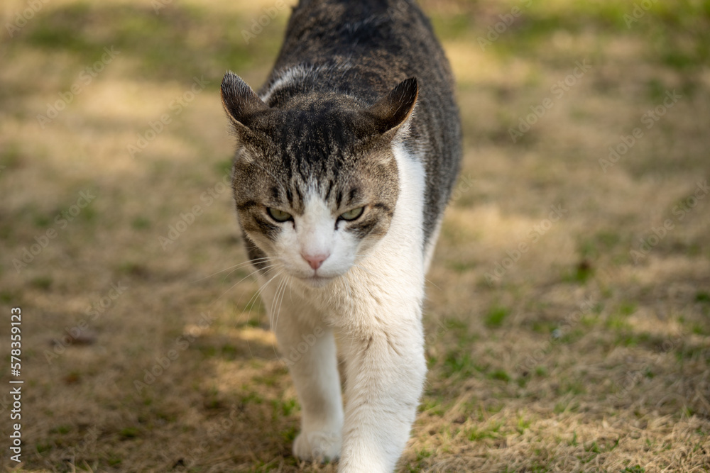 猫　凛太朗 2023年