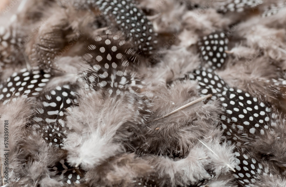 Obraz premium Beautiful abstract background of dark spotted feathers on a beige background. Fluffy, soft texture of feathers. A gentle banner.