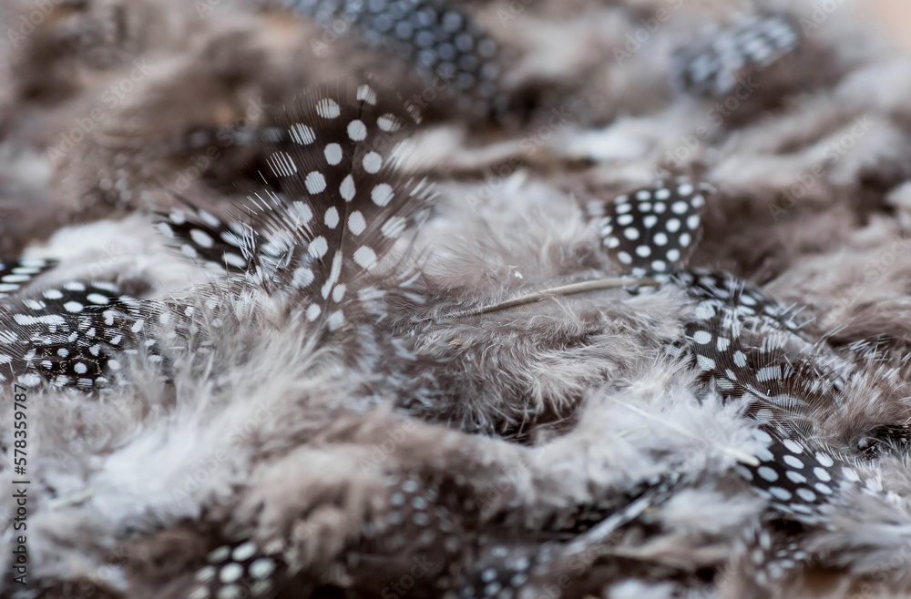 Obraz premium Beautiful abstract background of dark spotted feathers on a beige background. Fluffy, soft texture of feathers. A gentle banner.
