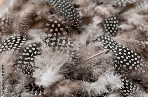 Beautiful abstract background of dark spotted feathers on a beige background. Fluffy, soft texture of feathers. A gentle banner.