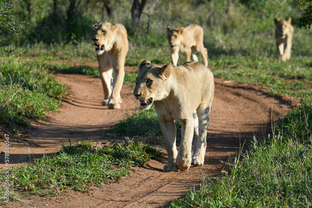 Lionesses on Kruger national park, South Africa Lionesses on Kruger national park, South Africa