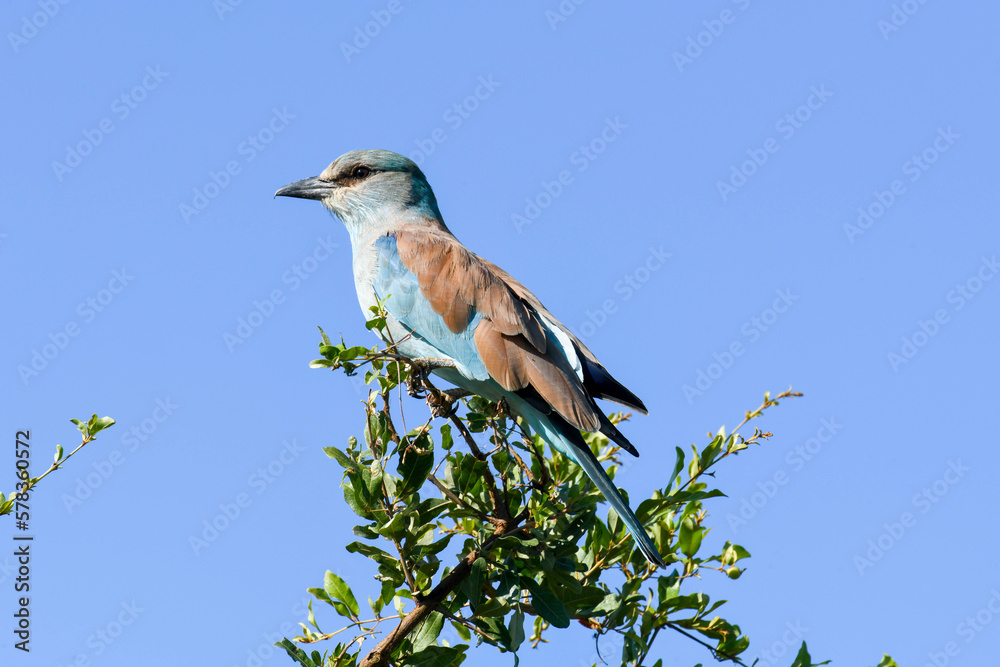 A bird on Kruger national park, South Africa A bird on Kruger national park, South Africa