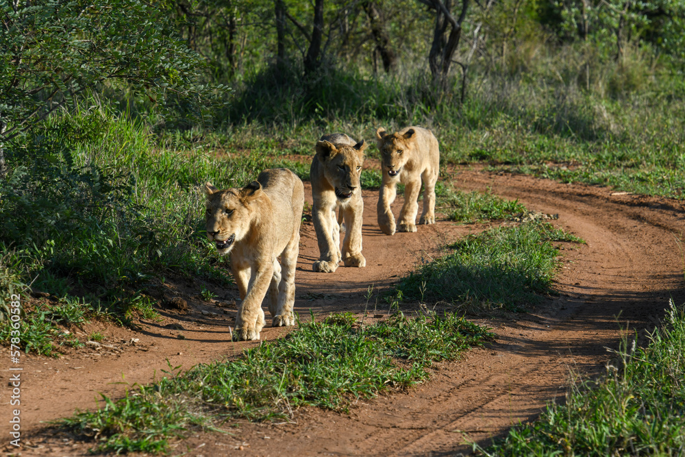 Lionesses on Kruger national park, South Africa Lionesses on Kruger national park, South Africa