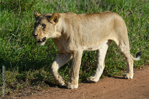 A lioness on Kruger national park, South Africa