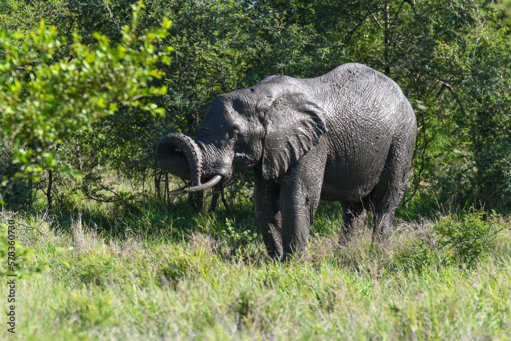 Elephant at the Kruger national park in South Africa